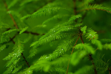 close up of fir tree