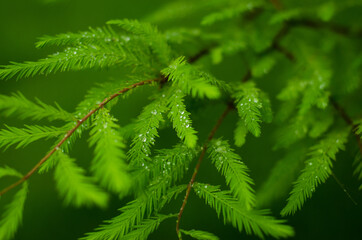 close up of a fern
