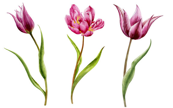 Watercolor illustration. A set of images of pink and purple tulips on a white background.