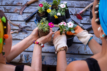 Two women are transplanting the flowers