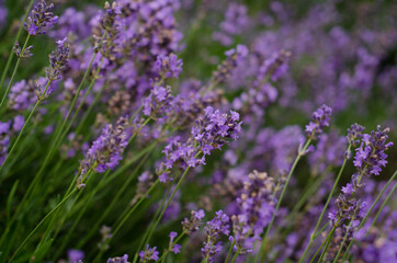 lavender field in provence