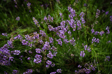 field of lavender