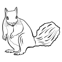 Squirrel hand drawn vector illustration isolated on white background 