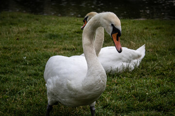 Swans by the Lake