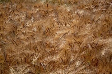 Golden Wheat Field