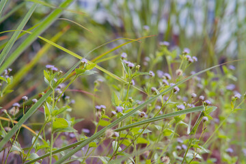 Close up purple wildflowers with tall grass in the background. Beautiful spring nature.