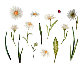 Set of watercolor meadow flowers of chamomile, grass and ladybug