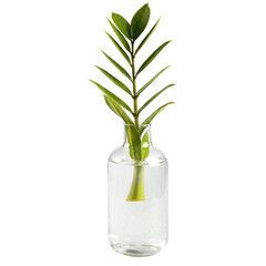 Zanzibar Gem tree in clear glass bottle, Air purifier tree for planting in the house isolated on white background. with clipping paths.