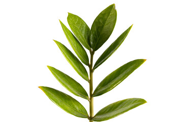 Green leaves of Zanzibar gem isolated on white background. with clipping paths.