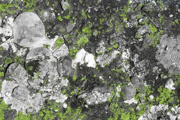 lime grunge weathered fungus on stone texture - pretty abstract photo background