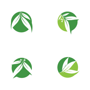 Eucalyptus leaves logo vector template design