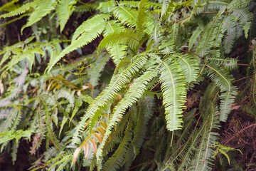 Ferns in the forest. Beautiful ferns leaves green foliage. Close up of beautiful growing ferns in the forest. Natural floral fern background in sunlight.