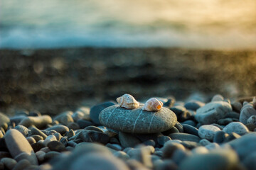 pebble beach on the Black Sea coast, in the foreground a round stone and two shells; blurred background