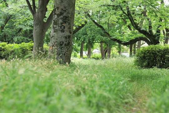 Colorful Trees And Flowers That Signail The Arrival Of Spring In The Park,japan,tokyo 