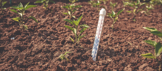 Seedlings tomato in a greenhouse and a thermometer showing the temperature of the growing...