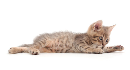 Obraz premium Little gray kitten lies.