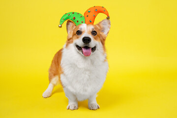 Cute welsh corgi pembroke or cardigan dog in funny colorful clown hat with bells stands on yellow...
