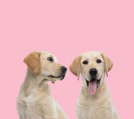 team of two labradors retriever on pink background