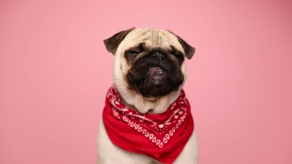 adorable little pug dog sitting against pink background, wearing a red bandana, looking around, licking his nose and yawning 