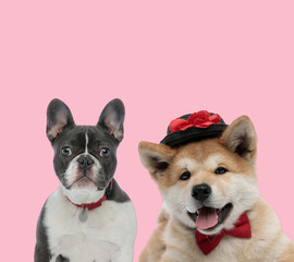 team of french bulldog and akita inu on pink background
