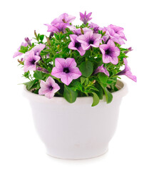 Naklejka na ściany i meble Bouquet of flowers sulfinia in a pot.