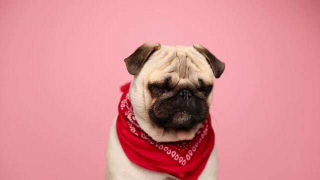 cute young pug dog with fawn fur sitting, wearing a red bandana and licking his nose on pink background