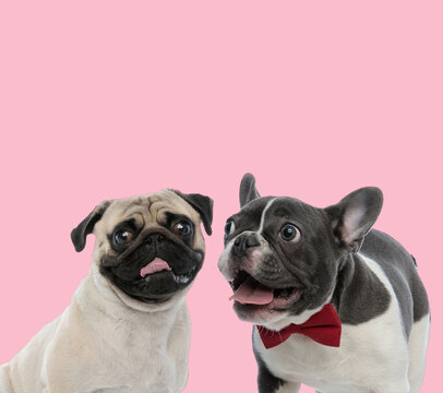 11,471 BEST Pug And French Bulldog IMAGES, STOCK PHOTOS & VECTORS ...