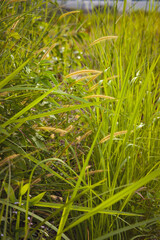 Fototapeta na wymiar Closeup of wild field of grass in Malaysia.