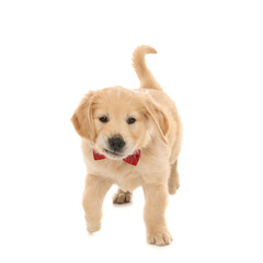 golden retriever dog sniffing something, wearing a red bowtie