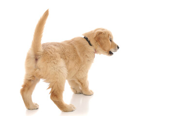 golden retriever dog spotting something and barking at it