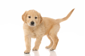 golden retriever dog standing one way and looking the other