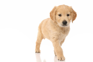 golden retriever dog spotting something and walking towards it