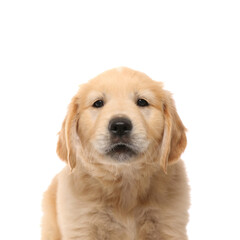 golden retriever dog with cute face standing and looking
