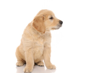 golden retriever dog sitting one way and looking to side