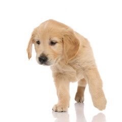 small golden retriever dog standing on three paws