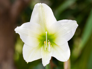 Closeup image of Fresh white Hippeastrum ,Amaryllis or Phonetic flower isolated on green nature blurred background.