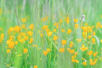 yellow flowers among greenery in the meadow selective focus blurry background