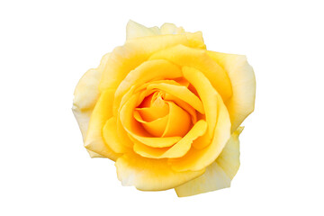 yellow rose isolated on white
