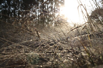 sun shinning through the frozen grass