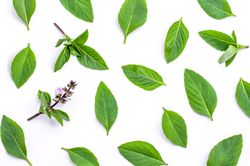 Fototapeta premium green basil leaves isolated on white