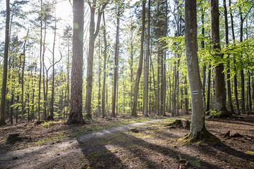 Bicycle trail in the forest on a sunny day