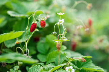 Forest strawberries grow on a bed