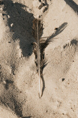 A feather on the beach among the sand