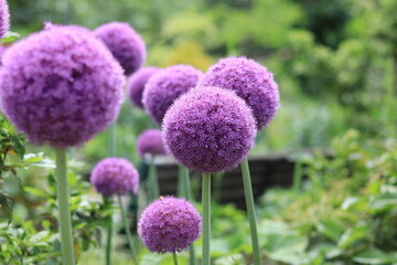 colorful early summer flowers blooming in the floral garden ,japan,tokyo