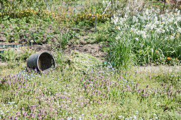 Flowers, meadow in the backyard garden. Revolving bucket.