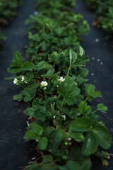 Strawberry seedlings - central closeup. Dark, moody colors. Made in a home garden on a cloudy day.
