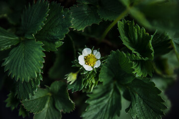 Strawberry flower - central closeup. Dark, moody colors. Made in a home garden on a cloudy day.