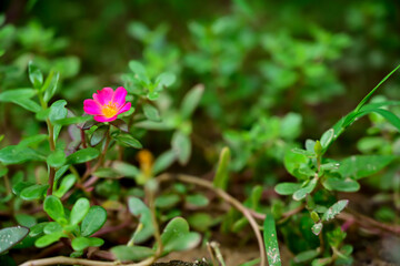 pink flowers in the garden