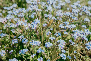Forget-me-nots close up