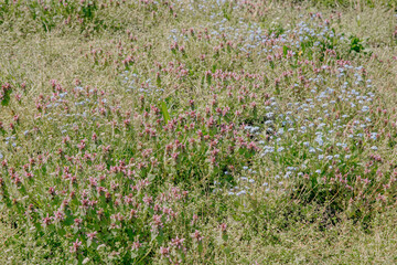 Wild meadow with forget-me-nots and other flowers in bright colors